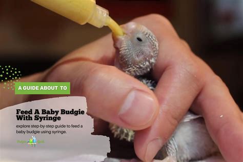 A Step By Step Guide To Feed A Baby Budgie With Syringe Budgies Guide