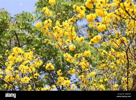 Tabebuia Spectabilis Flower Or Yellow Tabebuia Flower Bloom On Tree In