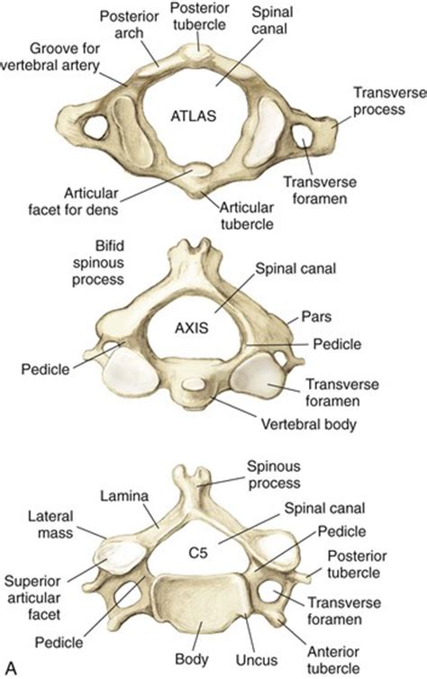 Spine Musculoskeletal Key