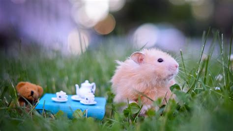 Download Animal Funny Hamster On Park Wallpaper Full Hd High By