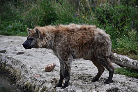 Spotted Hyena Zoochat