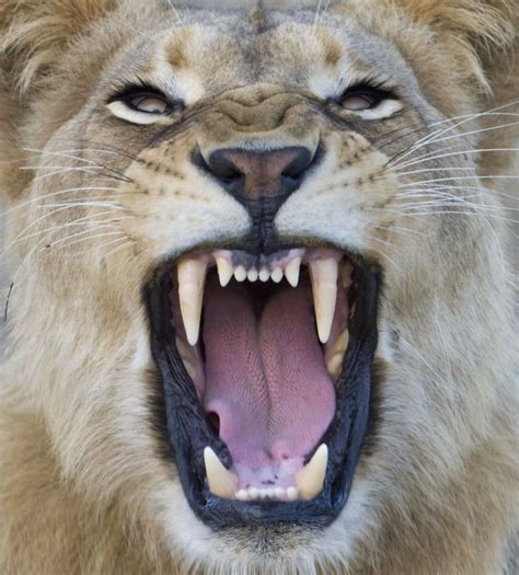 King Of The Jungle 15 Facts You Did Not Know About Lions Animais
