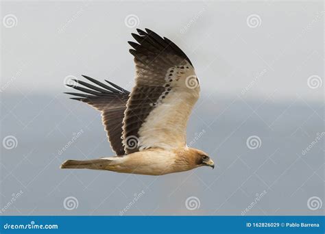Booted Eagle Strait Of Gibraltar Photo 1 Stock Image Image Of