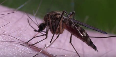 Houston Infant Suffers First Zika Related Death In Texas