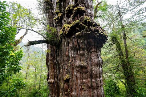 Najstarsze Drzewo świata Ujawniono Cud Natury Eskapl