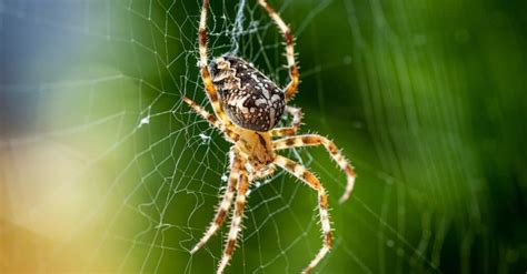 10 Common Brown Spiders In California Az Animals