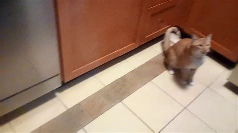 This Cat Does Tricks For Cheese Shorts Youtube