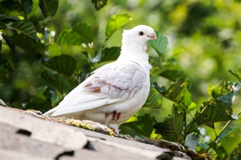 White Dove Spiritual Meaning And Symbolism 10 Omens