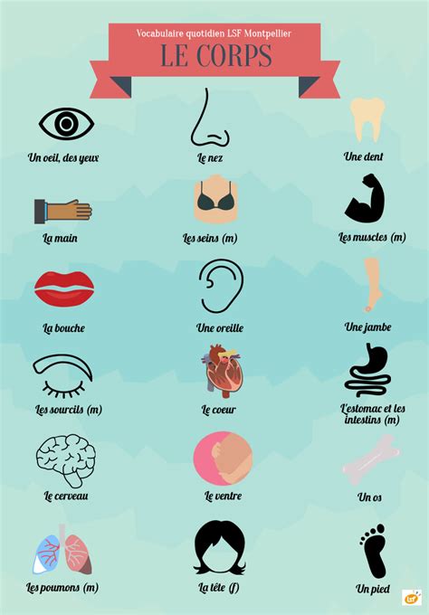 Las partes del cuerpo en francés. | Francés | Vocabulaire ...