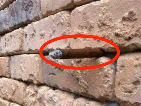 These Are The Best Optical Illusions That Went Viral And Stumped The Internet Genmice