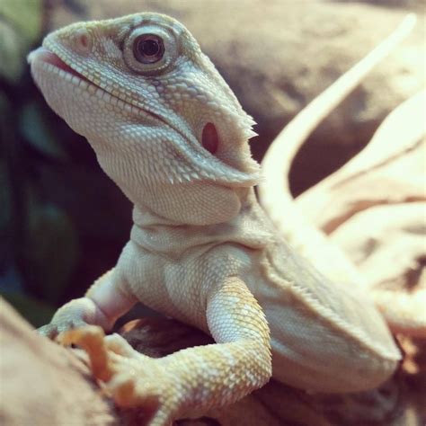 Hypo Leatherback Central Bearded Dragons For Sale