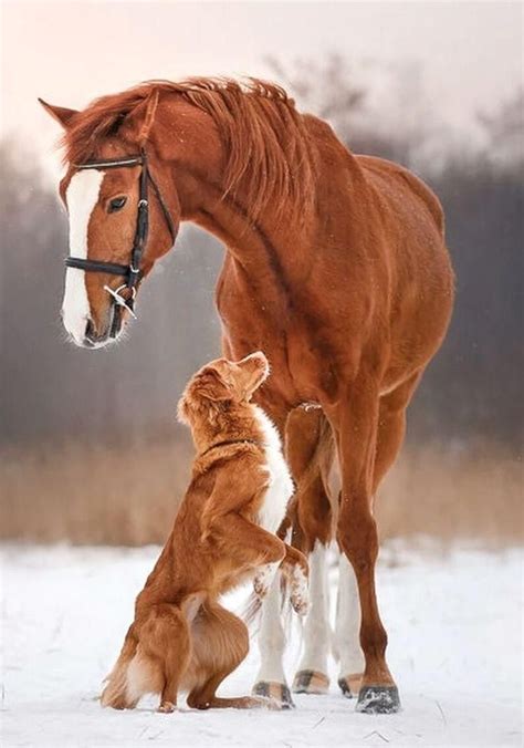 Friendship Horses Horses And Dogs Animals Friendship