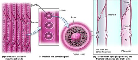 Tracheids In Conifer Wood Biology Forums Gallery Cell Wall