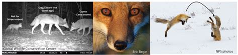 Species Spotlight Red Fox Us National Park Service
