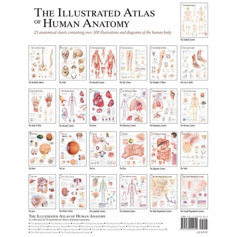 Scientific Publishing Anat 25 The Illustrated Atlas Of Human Anatomy
