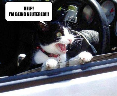 See The Awesome Funny Cat Neuter Memes Hilarious Pets Pictures