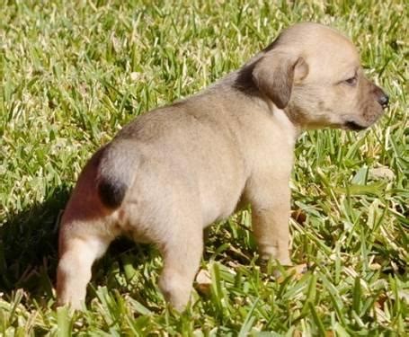 Akc puppies for sale australian shepherd austin puppies austin australian shepherd san antonio blue merle puppy texas. Australian Shepherd - Sasha - Medium - Baby - Female - Dog ...