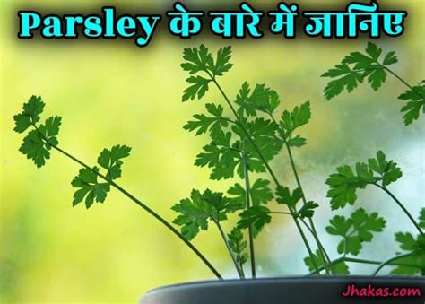 What Is Parsley In Hindi जानिए पार्सले क्या है