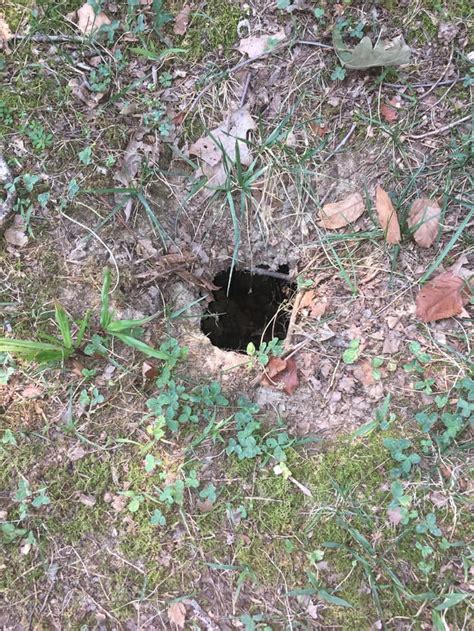 I Found This Hole In My Front Yard It Is About A Foot Deep Give Or
