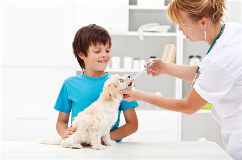 How To Give Your Dog Medicine Dr Phillips Animal Hospital