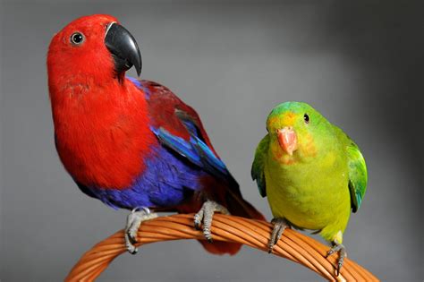 Perruche et perroquet quelles sont leurs différences