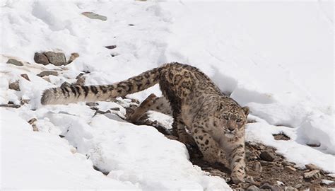 Tracking Snow Leopard In The Indian Himalayas Natural High Safaris