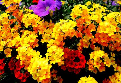 Grazia denaro 5 ottobre 2018 17:18. sfondo Giardino, Gialli, Autunno 🔥 Scarica Gratis