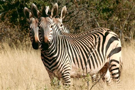 Zebra Wild Animal Namibia · Free Photo On Pixabay