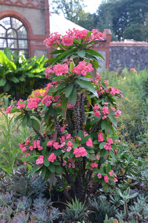 Crown Of Thorns Is A Versatile Plant What Grows There Hugh Conlon