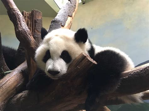 Panda Updates Monday August 21 Zoo Atlanta