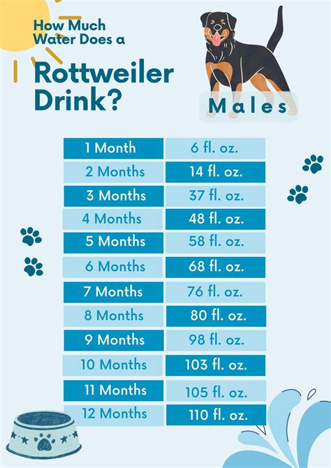 How Much Water Should A 5 Month Puppy Drink