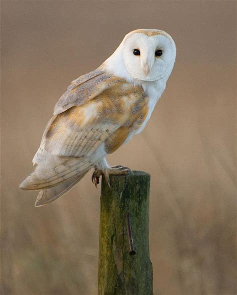 Barn Owl Encounter In West Cork Irelands Wildlife