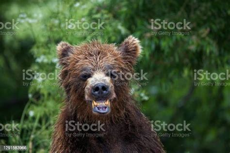 Kamchatka Brown Bear Stock Photo Download Image Now Bear Anger