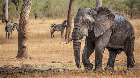 Habitat Loss Leads To Elephant Overpopulation Youtube