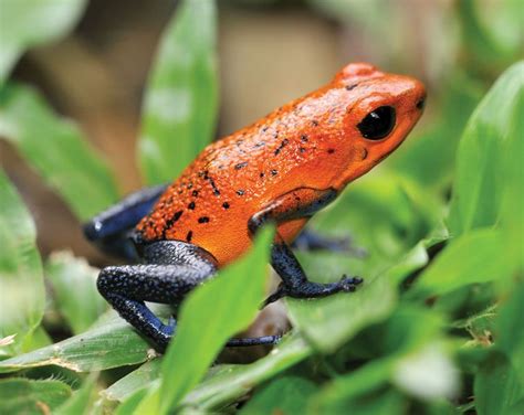Strawberry Poison Dart Frog Facts The Poison Dart Frog Is A Species Of