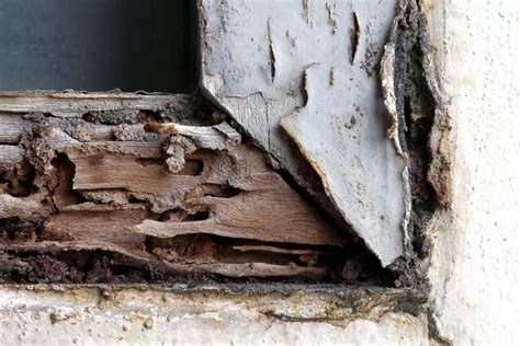 Five Signs You Have Termites Contractors Best Buford Ga