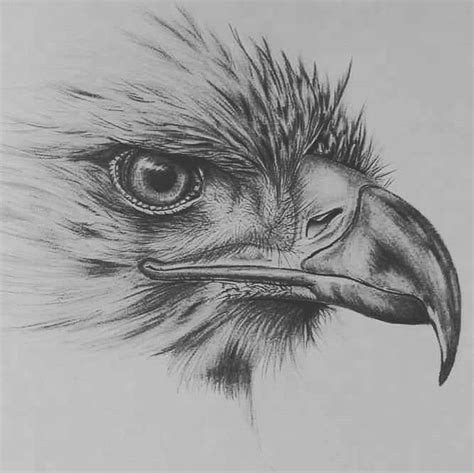 How will drawing animals in pencil help you draw beautiful animal drawings and how will drawing create tonal effects using lines to draw squirrel. 🔥Pencil Drawings for Tattoo | Pencil drawings of animals, Eagle drawing, Bird drawings