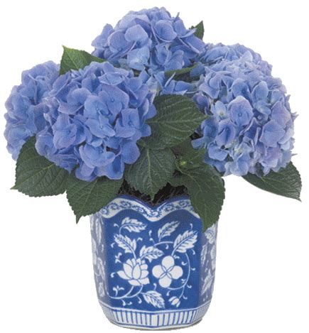 tubes fleurs en pot | Calyx flowers, Blue hydrangea ...
