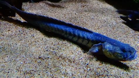 Freshwater Dragon Eel