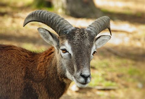 Mouflon Wild Sheep Animal Ibex Free Stock Photo Public Domain Pictures