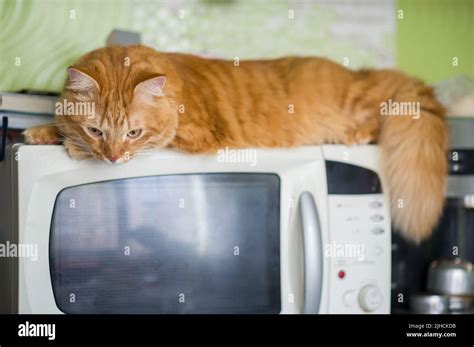 The Red Cat Lies On The Microwave Oven The Cat Is Resting Lying On The