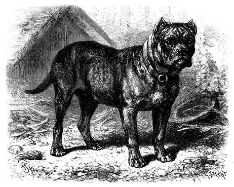 8 Extinct Dog Breeds You Didnt Know Existed Readers Digest