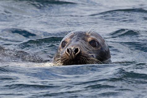 Something Wild Seals At Isles Of Shoals New Hampshire Public Radio