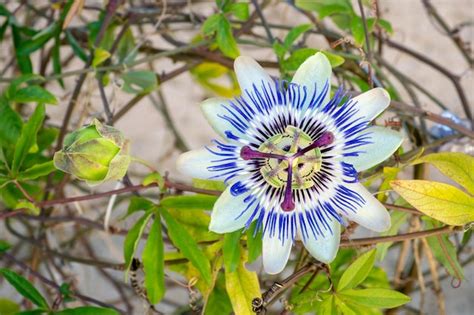Premium Photo Blooming Blue Passion Flower Beautiful Passiflora