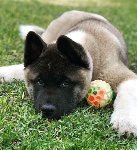 Akita Puppies Mastiff Puppies Cute Puppies Dogs And Puppies Giant