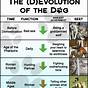 Evolution Of Dogs Chart