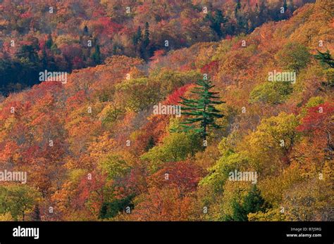 Autumn Color Cape Breton Highlands National Park Stock Photo Alamy