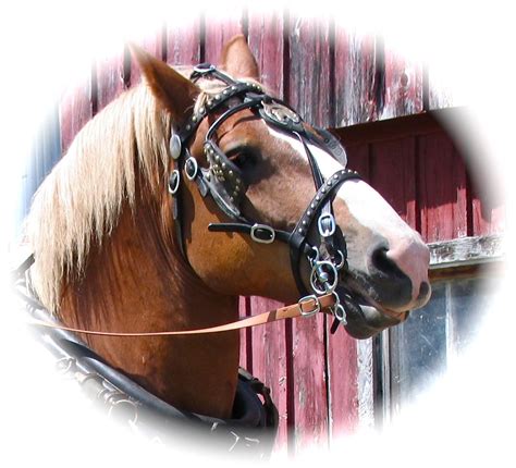 Sep 26, 2020 · now that you have read through our list of facts, farm animal trivia, and maybe even our animal trivia for kids, see how much you really know about animals. This is the very animal which inspired the novel 'Horse ...