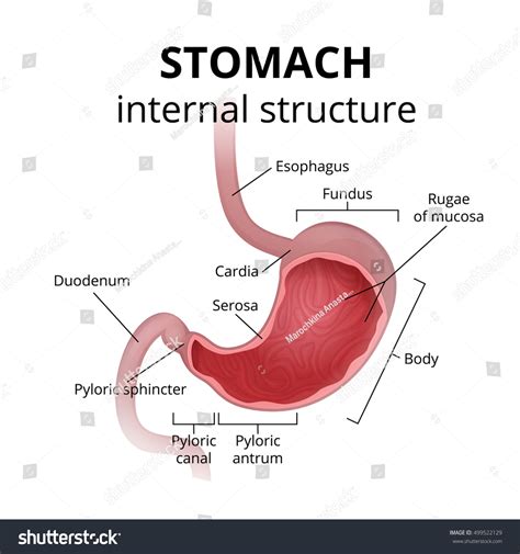 And flexibility to aid in the functional process of respiration. Nursing Anatomy and Physiology Hindi | Bsc Nursing Pt. 1