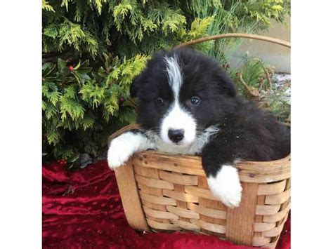 4 Females And 1 Male Attractive Border Collie Puppies Reading Puppies